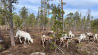 Porotarhassa vaatimia ja kolme vasta syntynyttä vasaa, kaksi rehukaukaloa 16.5.2024 Inarin Riutulassa.