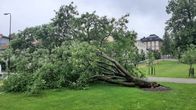 Kaatunut vanha pihlaja Snellmaninpuistossa Kuopiossa 16.6.2022.