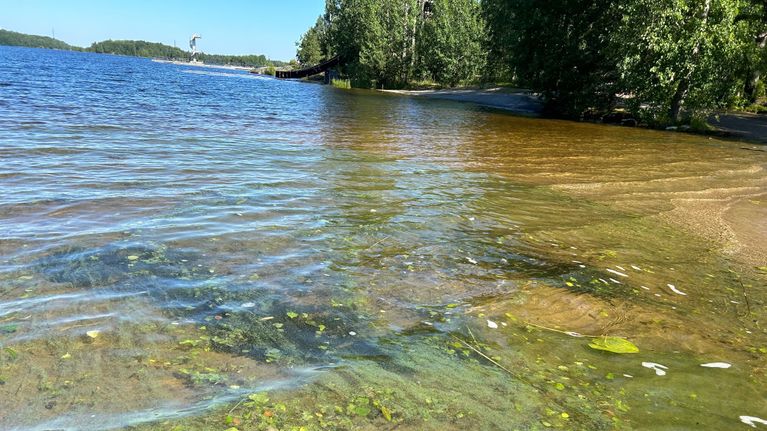 Sinilevää rannalla. 
