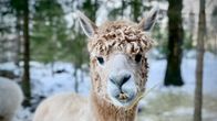 Vaaleanruskea alpakka heinäkorsi suussaan Aava Kertun kotitilalla. 