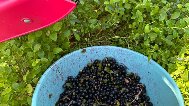 Blueberries in a blue bucket with red berrypicker.