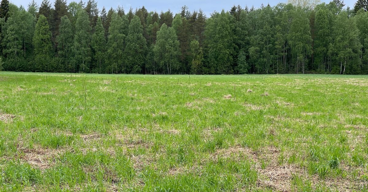 Karhuista on tullut Lieksassa jopa tavanomainen näky – näin kävi, kun Ylen toimittaja lähti ”varmoille apajille”