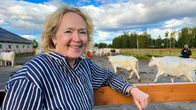 Maa- ja metsätalousministeriön kansliapäällikkö Jaana Husu-Kallio nojaa lapinlehmien aitausta vasten Louella Tervolassa.