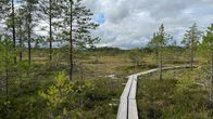 Pitkospuut Torronsuon kansallispuistossa.