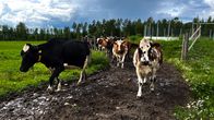 Juvan Muumaan lehmiä menossa laitumelle. 