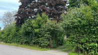 A row of bushes by a road, with a small opening that leads to a house which can barely be seen behind the green, leafy trees and bushes.