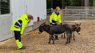 Kaksi huomiovaatteisiin pukeutunutta naista tarkkailee kahta aasia aitauksessa maatilarakennuksen vieressä.
