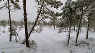 Torronsuo tammikuussa, kun etualan hoikat männyt ja taka-alan vielä pienemmät männyt ovat peittyneet lumeen pilvisenä talvipäivänä.