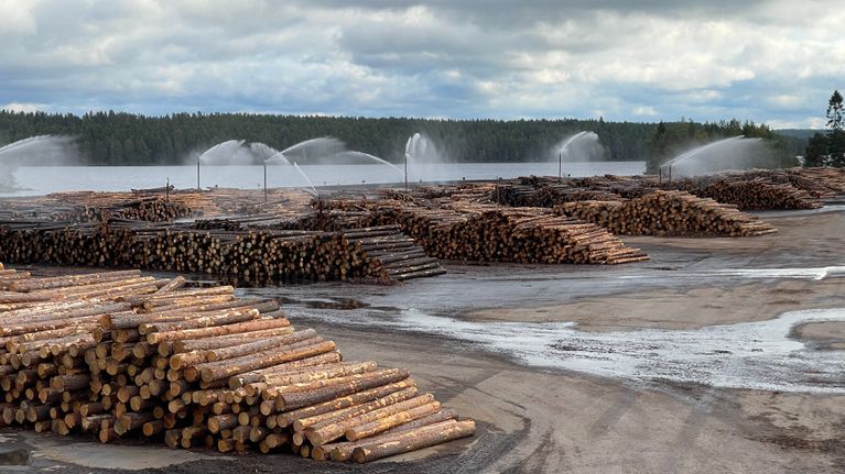 Kuorittuja tukkeja sahalaitoksen varastointikentällä.