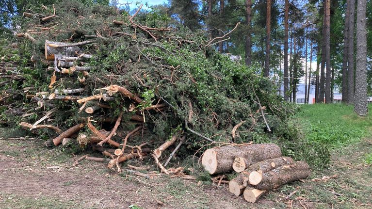 Tältä näyttää maisema Amiksen kentän vieressä nyt – arboretumin puut ...