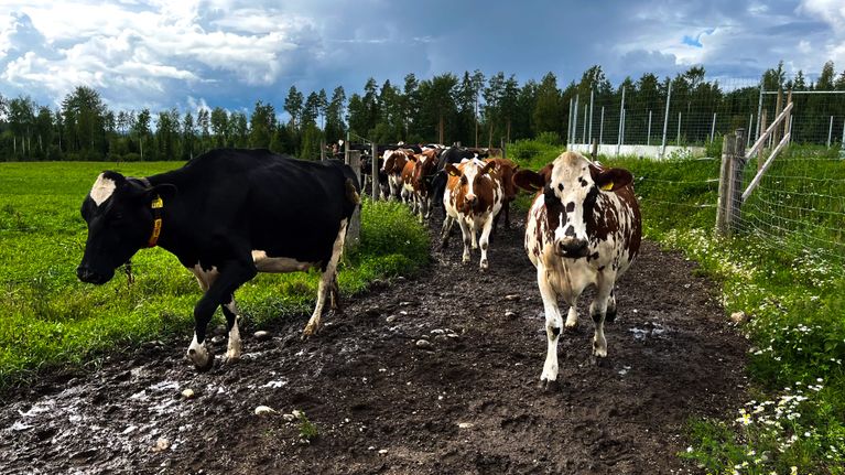 Juvan Muumaan lehmiä menossa laitumelle. 