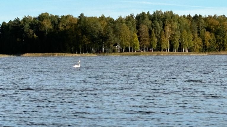 Joutsen uiskentelee Eviärvellä syksyisenä päivänä.