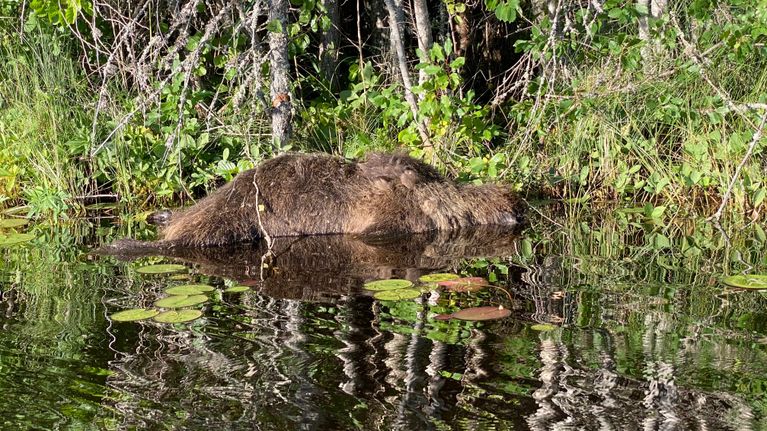 Mäntyharjulla Ylä-Ryötyn lammesta löytyi rannalta kuollut karhu.