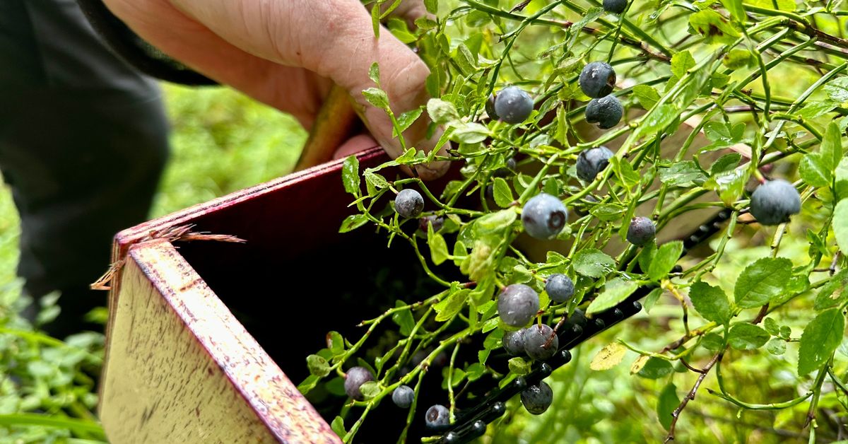 Berry firm execs face human trafficking charges in Lapland court