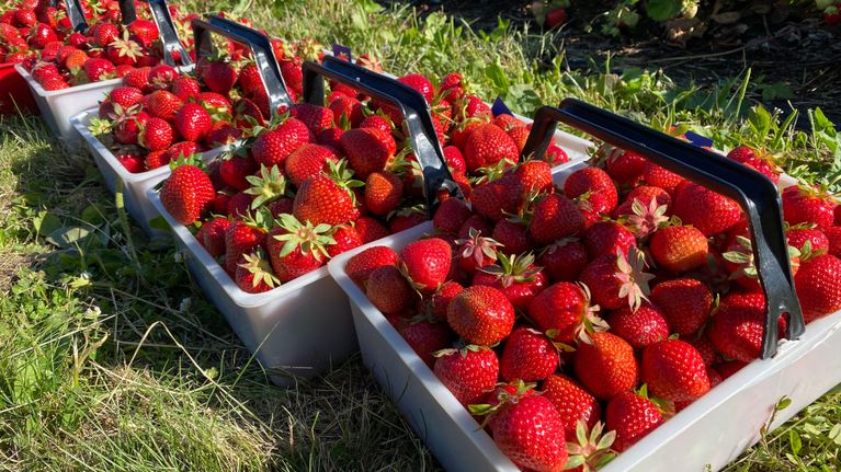 Tuoreita vastapoimittuja mansikoita valkoisissa muovikoreissa mansikkapellolla. 