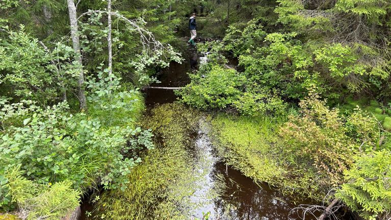 Hämeenlinnan Evolla virtaava Luutajoki on vanha uittoväylä, jota nyt kunnostetaan taimenille.
