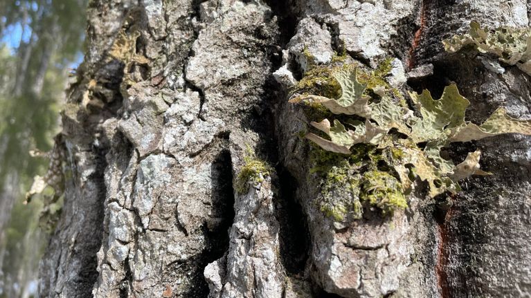 Vanhojen haapojen rungoilla kasvaa harvinaisia jäkälä- ja sienilajeja.