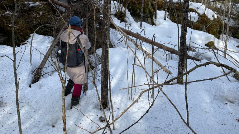 Liito-orava Lifen asiantuntija Etelä-Konneveden kansallispuistossa.