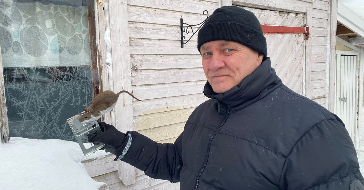 Rotta on viheliäinen naapuri – kuuntele, millaisia keinoja käytetään ...