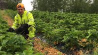 Kuvassa mies mansikkapellossa