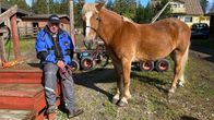 Kasvattajaomistaj Kauko Tuominen istuu vierellään suomenhevostamma Tähde Pirros.