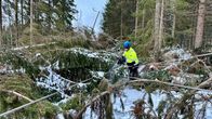 Asentaja raivaa moottorisahalla sähkölinjan päälle kaatuneita kuusia.
