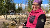 Päivi Färm pitää kädessään marjapensaan taimea ja seisoo taimimyymälänsä edustalla.