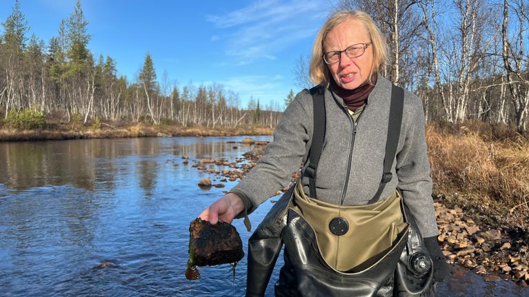 Henkilö seisoo joessa kahluupuvussa ja pitää kädessään leiväistä kiveä; taustalla näkyy puita ja kirkas taivas 30.9.2026 Paatsjoen vesistöstä..