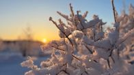 Lumisia puunoksia laskevan auringon valossa.