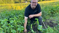 Mies kyykistyneenä perunapellolla.