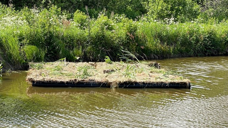 Kelluva kosteikkolautta Ylä-Salmijärven rannassa Kuopiossa. 