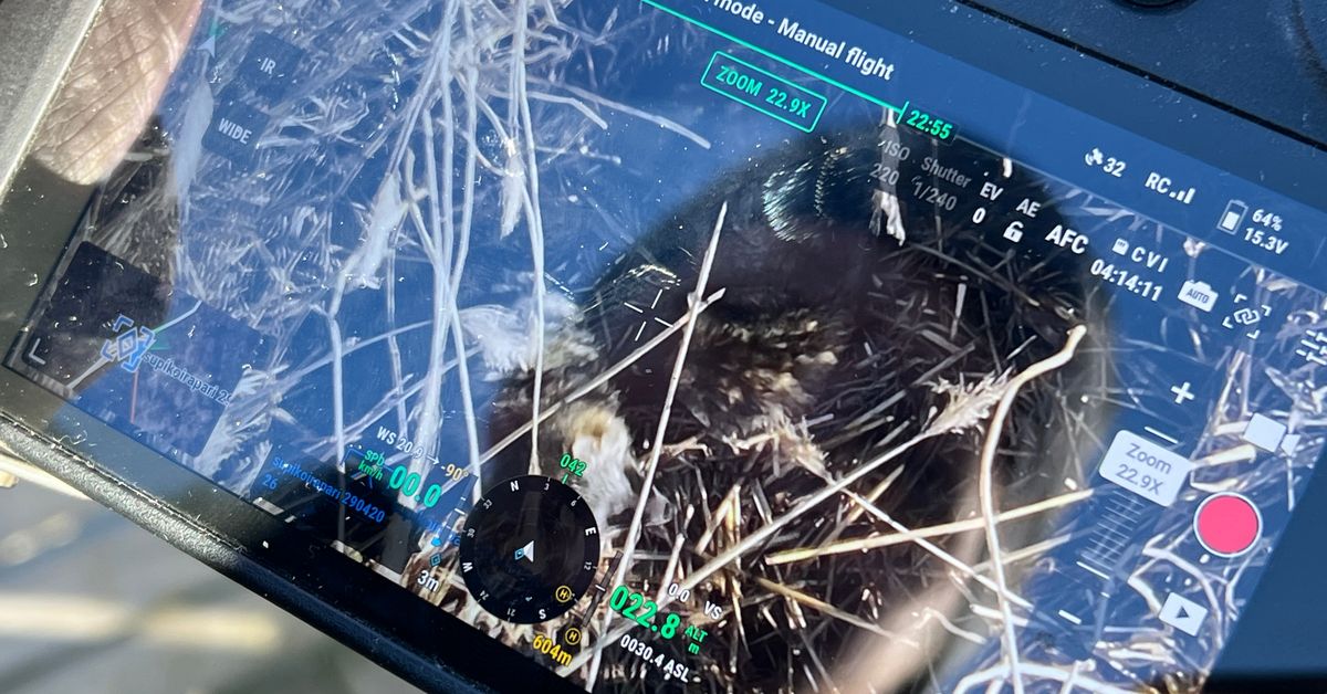 Supikoirat tekivät tuhojaan tärkeällä lintualueella Raisiossa – lämpökameradrooni auttoi paikallistamaan eläimet