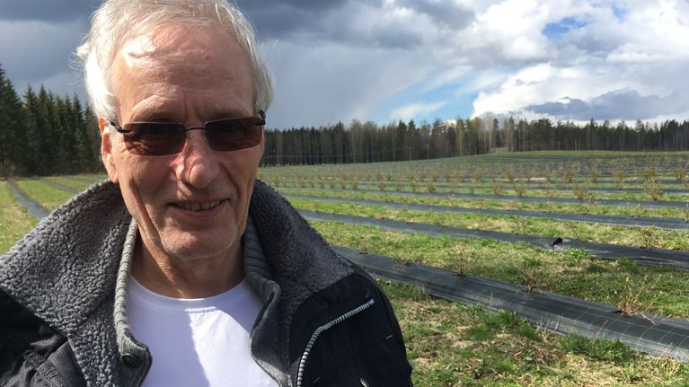 Hannu Tamminen haskap-pensaiden ympäröimänä Kepilän tilalla.