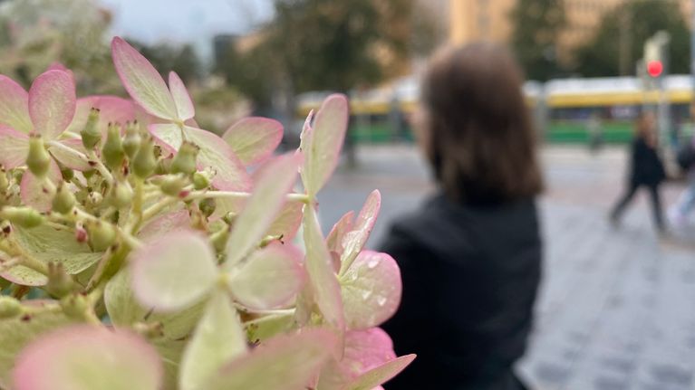 Kuvassa vasemmalla etualalla kukka. Taustalla näkyy nainen selin epätarkasti ja hänen takanaan liikennettä ja raitiovaunu.