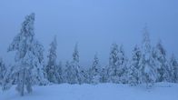 Tykkysiä puita kaamosmaisemassa.