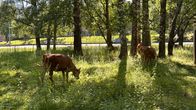 Ruskeita hiehoja laiduntamassa vihreällä niittyalueella, jossa kasvaa myös puita. Taustalla näkyy tie ja parkkialuetta.
