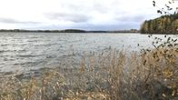 Syksyinen järven selkä, jossa rannalla kaislikkoa. Vastaranta siintää ja oikealla saa metsäinen niemi.