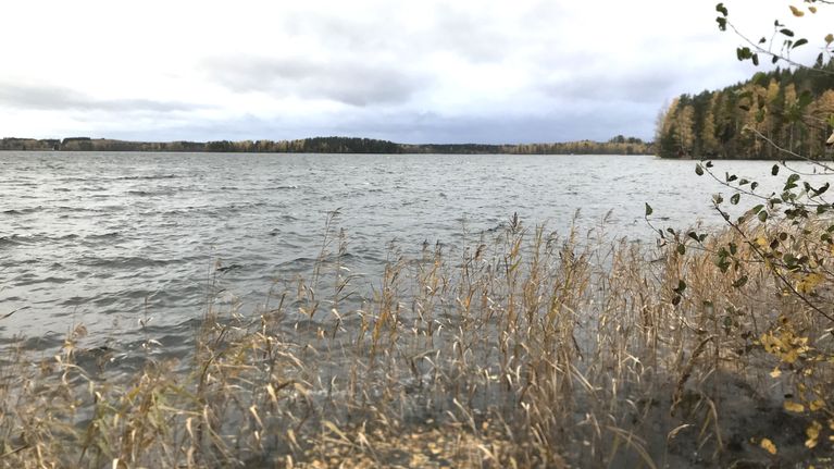 Syksyinen järven selkä, jossa rannalla kaislikkoa. Vastaranta siintää ja oikealla saa metsäinen niemi.