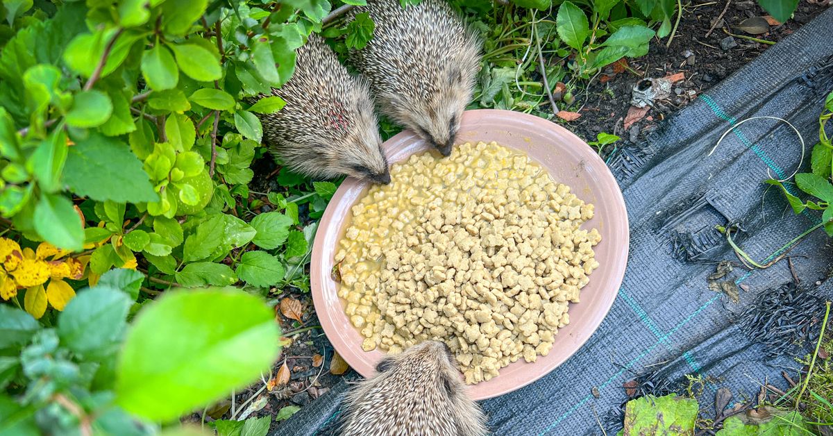 Kamera seuraa taajamasiilien ruokailua Luumäellä – WWF avasi uuden luontoliven