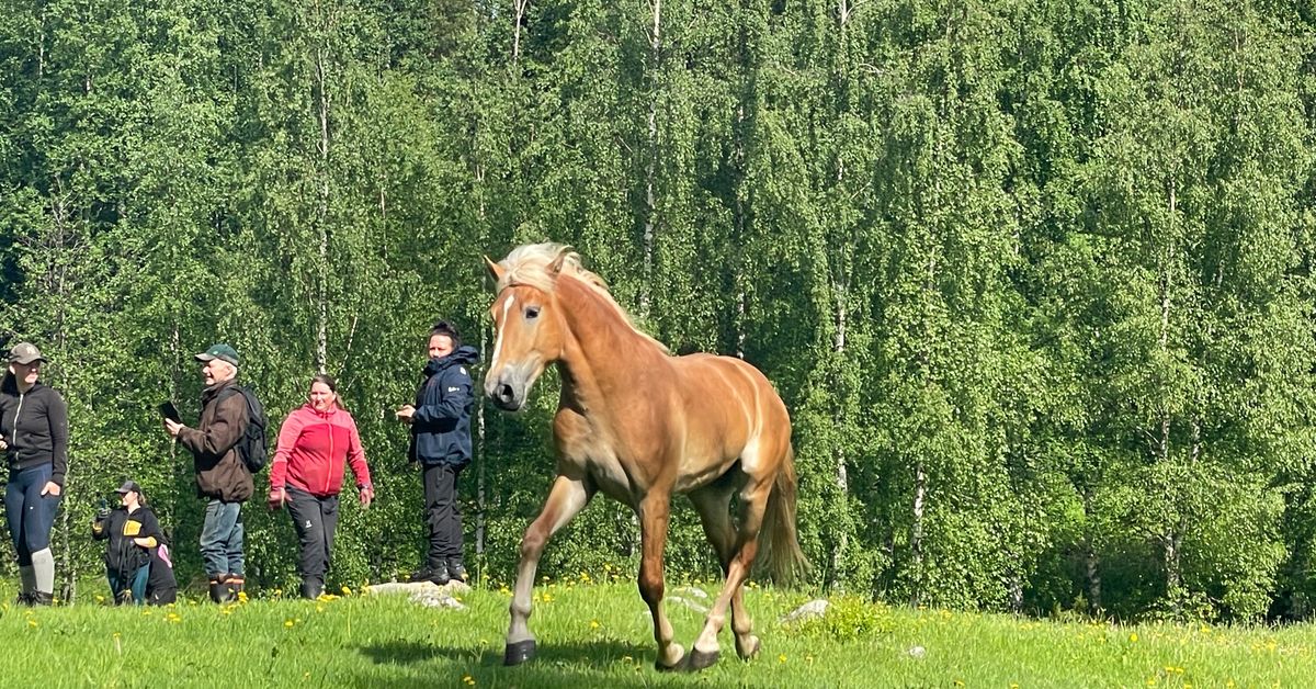 Orivarsat pääsivät kesälaitumille jännittävän lossireissun kautta Siilinjärvellä