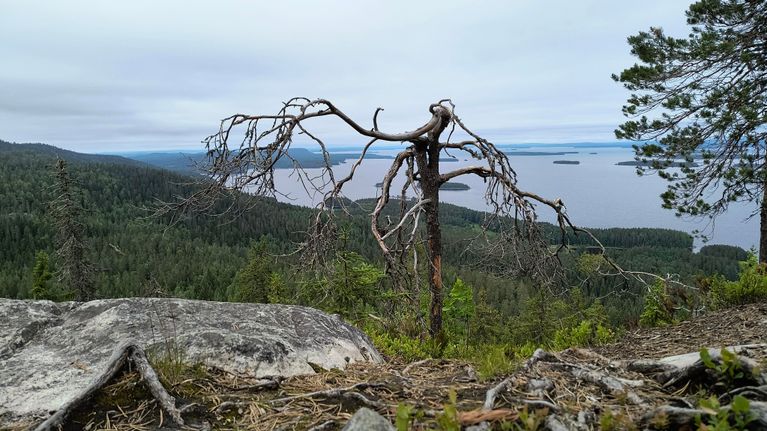 Käppyräinen mänty Kolin Mäkrävaaran laella on tiputtanut neulasensa.