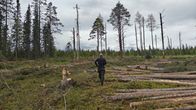Ihminen kävelee hakkuuakuealla, jossa puunrunkoja maassa.