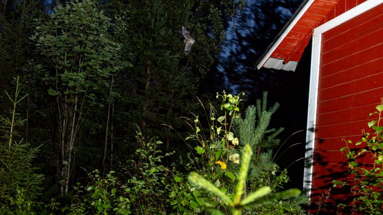 Kuvan keskellä ylälaidassa lentää lepakko kohti metsänreunaa. Taustalle jää metsä. oikealla puolella näkyy mökin seinä.