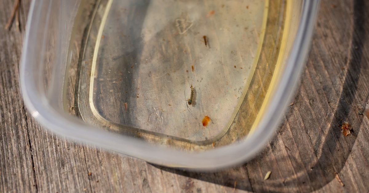 Dry Spring Delays Mosquito Season in Southern Finland