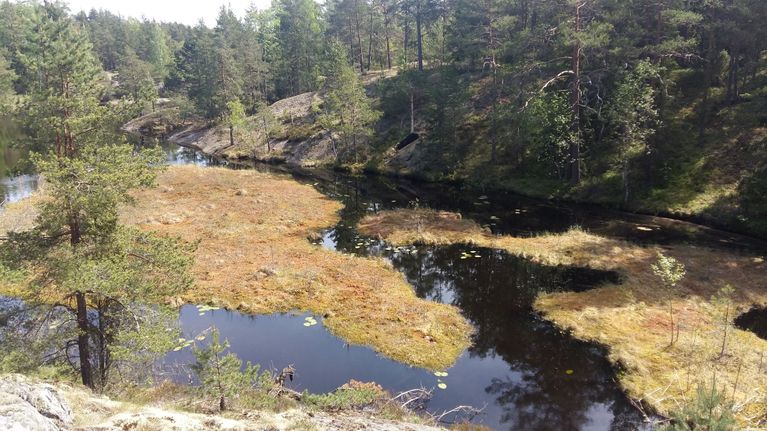 tutkimus-talouskasvu-sy-luonnon-monimuotoisuutta-suomessa-nyt