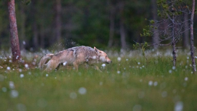 Susi perääntyy haaskalta