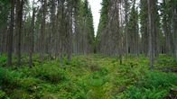 Suometsä Asikkala.