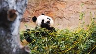 Panda syö bampua.