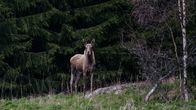 Nuori hirvi seisoo metsän reunassa katsoen suoraan kameraan. Taustalla näkyy tiheä havumetsä, ja maassa kasvaa vihreää ruohoa. 