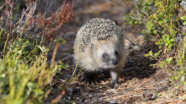 siili-joutui-pinteeseen-sadevesikaivoon-oulussa-pelastuslaitos-auttoi